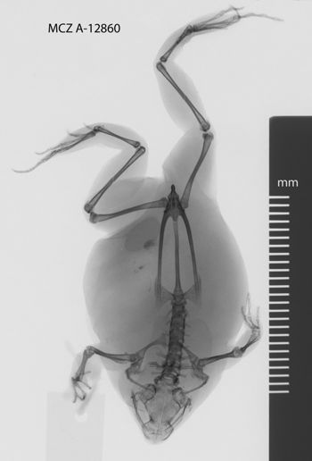 Media type: image;   Herpetology A-12860
